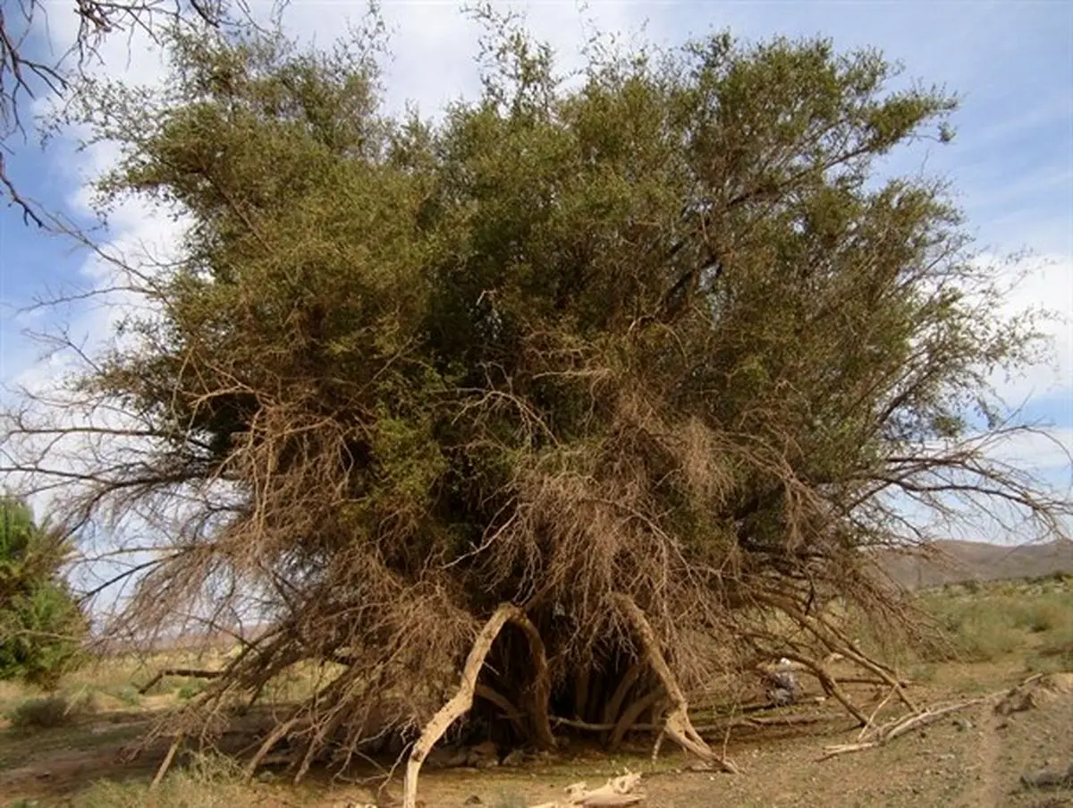 درخت کُنار با قدمت ۵۰۰ ساله در ریگان