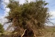 درخت کُنار با قدمت ۵۰۰ ساله در ریگان