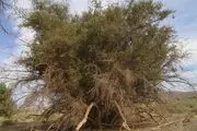 درخت کُنار با قدمت ۵۰۰ ساله در ریگان
