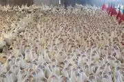 قیمت مصوب مرغ ۶۳ هزار تومان شد
