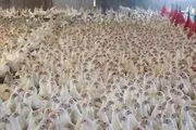 قیمت مصوب مرغ ۶۳ هزار تومان شد
