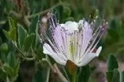 این گیاه خنثی‌کننده سموم بدن است