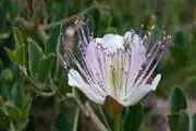 این گیاه خنثی‌کننده سموم بدن است