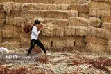 جاروبافی در روستای ملاحسن/ گزارش تصویری 
