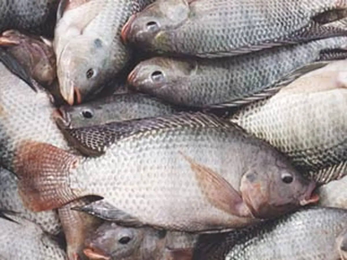 نرخ انواع ماهی در میادین