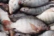 افزایش قیمت ماهی در بازار