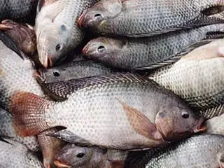 ماهی چینی بر سر سفره ایرانی