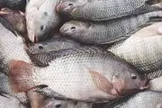 حلال یا حرام‌ بودن گوشت ماهی‌ها ! 