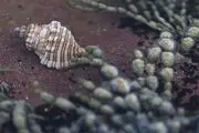 قاتل سرطان را بشناسید