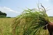 خسارت ۱۱ میلیارد ریالی حوادث غیرمترقبه به مزارع گندم وجو شهرضا