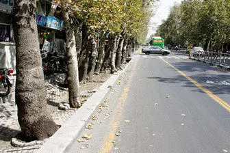 سیمان، عامل خشکی درختان تهران