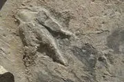 جای پای دایناسوردر زرند
