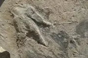 جای پای دایناسوردر زرند
