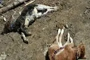 
تلف شدن ۷۹۴ راس دام بر اثر شیوع تب برفکی
