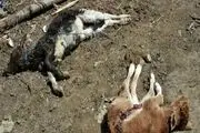 
تلف شدن ۷۹۴ راس دام بر اثر شیوع تب برفکی