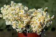 جشنواره گل نرگس در جویبار /گزارش تصویری