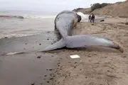 نهنگ ها هم خودکشی می کنند