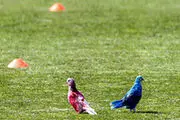 فردا نشست خبری دنیزلی و مظلومی