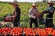 برداشت۵۵۰ هزار تن گوجه‌فرنگی استان بوشهر 