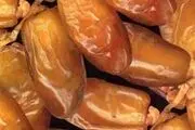  آیا برداشت خرما را دیده‌اید؟/ عکس