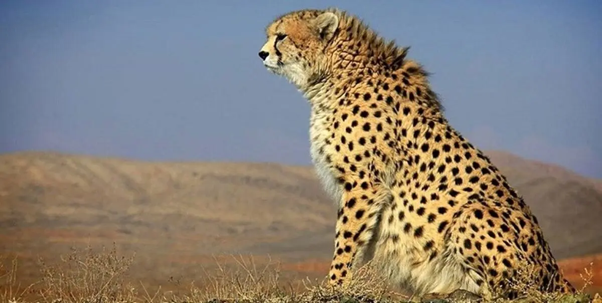 پلنگ در ورزشگاه کارولینای آمریکا+فیلم