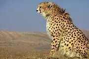 مشاهده ۵ قلاده پلنگ ایرانی