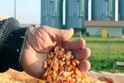 سازمان استاندارد ورود ذرت آلوده به کشور را تکذیب کرد