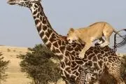 نبرد دیدنی مادر و فرزند با سلطان/ عکس