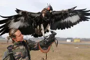 شکار دیدنی پهپاد توسط عقاب/گزارش تصویری
