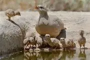 پرنده های تشنه ای که لب چشمه می میرند