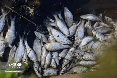 04a0a2a990df421ea74cfa5916fd24e2