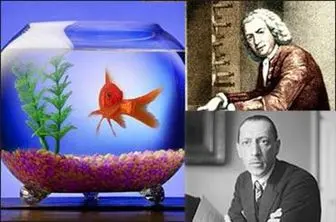 توانایی ماهی قرمز در تشخیص موسیقی