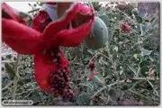 لگجی،میوه ای ناشناخته اما پرخاصیت در کهگیلویه وبویراحمد+تصاویر
