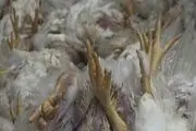 تلف شدن 8 هزار قطعه مرغ به علت از کارافتادن سیستم تهویه مرغداری در خلخال