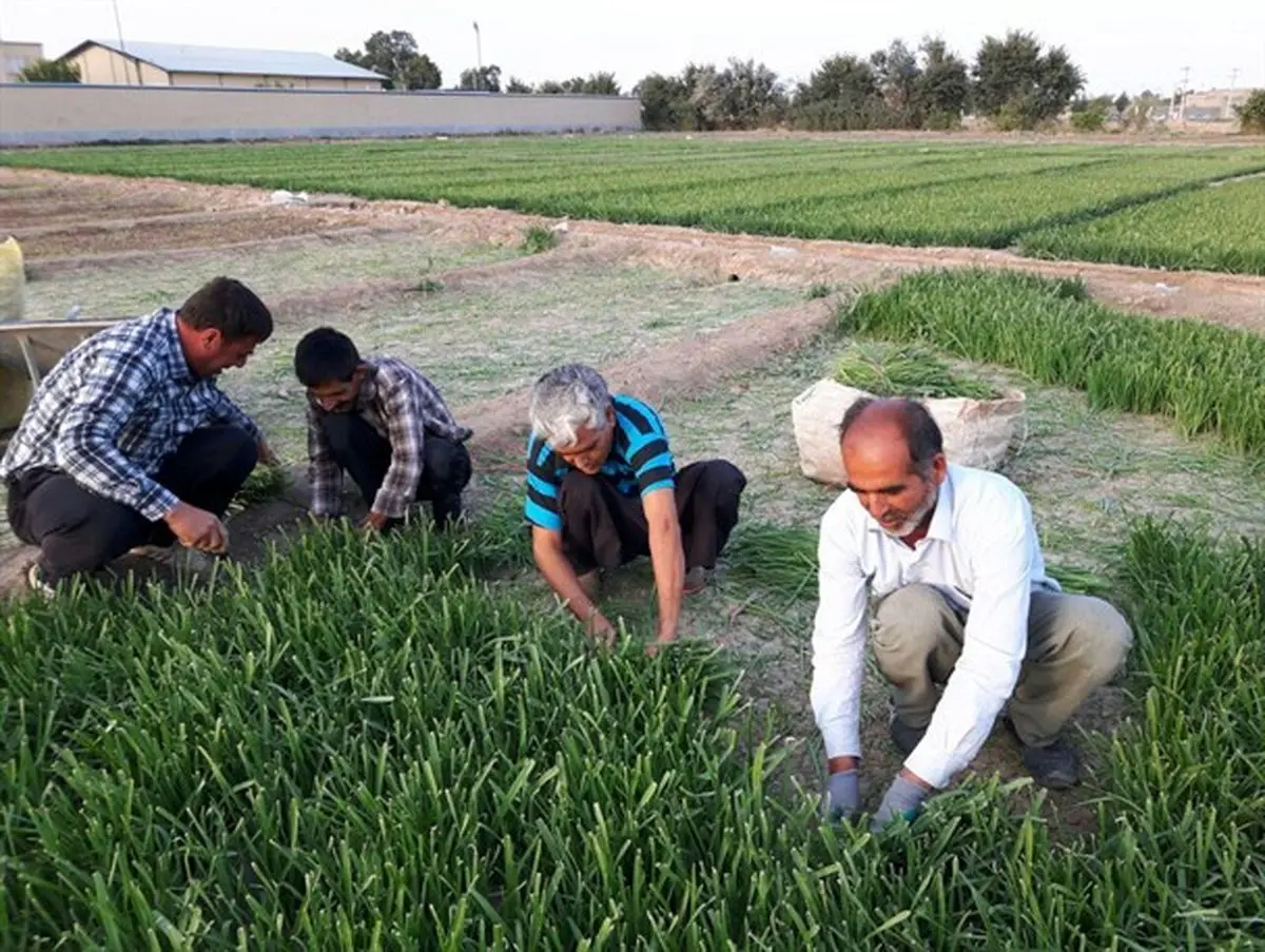 تلاش کشاورز نمونه برای مصرف بهینه آب