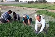 تلاش کشاورز نمونه برای مصرف بهینه آب