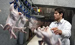 واکنش اتحادیه مرغ فروشان به مرغ ۵۵۰۰ تومانی