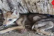  ورود گرگ زخمی به سرویس بهداشتی یک خانه 
