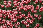 جشنواره گل و گیاه در ارومیه/ گزارش تصویری