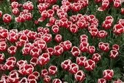 جشنواره گل و گیاه در ارومیه/ گزارش تصویری