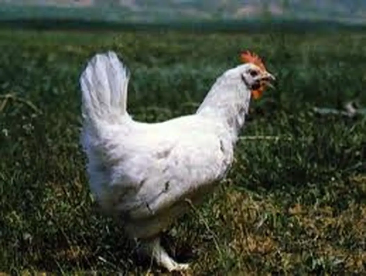 اعتصاب عمومی با مشارکت مرغ و خروس