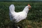 اعتصاب عمومی با مشارکت مرغ و خروس