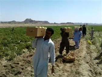 رتبه نخست تولید سیب زمینی سیستان و بلوچستان به خاش اختصاص دارد