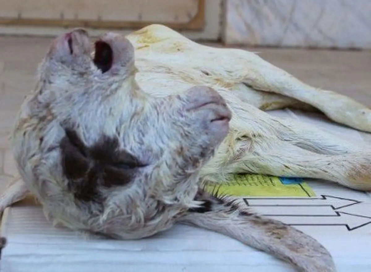 تولد بزغاله عجیب الخلقه در خراسان رضوی +عکس 