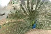 باغ پرندگان و چرندگان قمصر کاشان+ تصاویر