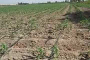 مژده به کشاورزان پایتخت