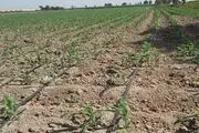مژده به کشاورزان پایتخت