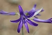 مزرعه زیبای گل گاوزبان/ عکس