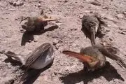 تلف
شدن تعدادی پرنده و جونده بر اثر گاز متصاعد از سبلان