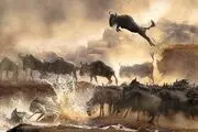 مرگ دردناک شیر توسط گله بوفالوها +فیلم